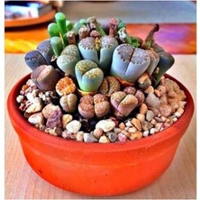 Ahes Look Lithops Taş Çiçek Tohumu 15 Adet TH-2555022