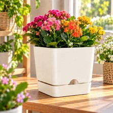 Poliwork Begonya Kare 16 Kare Saksı 2,3 Litre 16X15 cm Tabaklı Modern Plastik Saksı Iç ve Dış Mekan