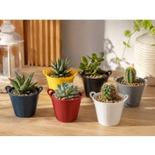 Kaktüs Sukulent Mini Saksı 6lı Karışık Renk