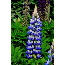 Mythriva Tr Tohum Dünyam 5 Adet Lupin Blue Flame Giant Tohumu