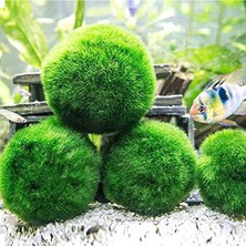 Odea Canlı Yosun Topu, 3-4 cm Boyutunda Doğal Bitki