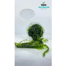 Odea Fissidens Sp Akvaryum Bitkisi, 20 cc Cup