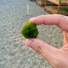 Odea Canlı Yosun Topu, 3-5 cm Boyut, Akvaryum ve Su Bitkileri Için Kolay Bakım