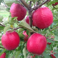 Odea Tüplü Aşılı Yarıbodur Aromatik Kokulu Pink Lady Elma Fidanı