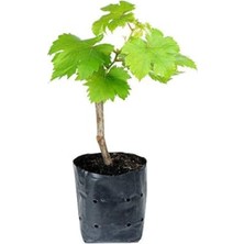 Odea Bal Gibi Çekirdeksiz Üzüm Fidesi, 30-60 Cm, Tüplü, Dış Mekan Ağaç