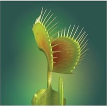 Odea 5 Adet Venus Fly Trap Tohumu ile Etçil Bitki Yetiştirin