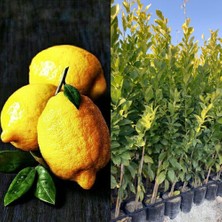 Fidanlıdan Tüplü 2 Yaşında Meyve Vermeye Hazır Yediveren Limon Fidanı Boy 120 180 cm