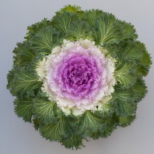 Odea Süs Lahanası Pembe Renk - Saksılık 10 Tohum