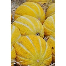 Odea On Dilim Çorum Kavunu Tohumu, 10+ Adet Içeren Paket
