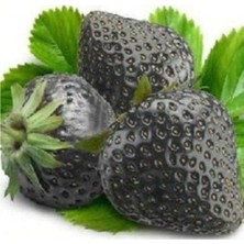 Odea Siyah Çilek Tohumu, 20 Adet Paket ile Bahçe Yetiştiriciliği Için Uygun