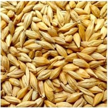 Odea Arpa 5 kg Yemlik Arpa Kuş Yemi Tavuk Yemi Kanatlı Yemi Tavşan Yemi Doğal Yemlik Arpa