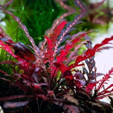 Odea Hygrophila Pinnatifida 5 Dal Kusursuz Formda Akvaryum Bitkisi,kolay Akvaryum Bitkisi