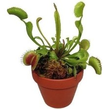 Odea Tohum Dünyam Venus Fly Trap Tohumu 5 Adet Tohum Etçil Bitki Etobur Bitki Sinek Kapan