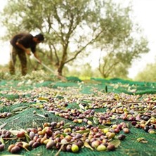 Odea 3x2 Metre Zeytin Sergisi Zeytin Toplama Filesi Fındık Fıstık Örtüsü Gölgelik Dut Meyve Sergisi Taban Örtüsü
