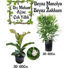 Odea Nura Botanik Manolya Ağacı Saksılı + Beyaz Zakkum Saksılı Bahçe Seti, 30-60 Cm, Çok Renkli