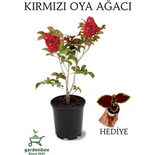 Odea Kırmızı Oya Ağacı 1 Adet Dış Mekan Saksılı 30-60CM +Yaprak Güzeli, GRB080624NA95