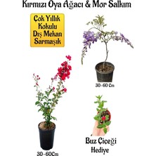 Odea Gardenbox Kırmızı Oya Ağacı Fidanı, Mor Salkım Ağacı Fidanı, Buz Çiçeği Hediyeli Bahçe Peyzaj Seti, Çok Renkli