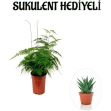 Odea Nura Botanik Tül Kuşkonmaz Çiçeği Sukulent, Kadınlar Gününe Özel