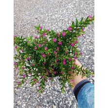 Odea Serada Decor Plant Kufeya Cennet Çiçeği Mor, Cuphea Hyssopifolia, 20-30CM, Çiçekli Bodur Bitki