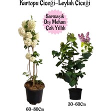 Odea Kartopu Çiçeği 1 Adet +Kokulu Leylak Çiçeği 1 Adet Saksılı Bahçe Peyzaj Seti