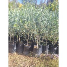 Odea Serada Decor & Plant Sofralık Gemlik Zeytin Fidanı, 1 Adet, Tüplü, 40-65CM, Bol Verimli