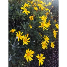 Odea Nura Botanik Sarı Çalı Papatyası, 25-40 cm Saksılı, Euryops Pectinatus