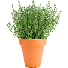 Odea Gardenbox Keskin Kokulu 5 Adet Kekik Fidanı 20-30CM Saksılı (Thyme)