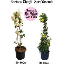 Odea Nura Botanik Kartopu Çiçeği + Sarı Yasemin Saksılı Bahçe Peyzaj Seti, 2 Adet