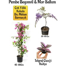 Odea Bitkim Sende Pembe Begonvil Çiçeği, Mor Salkım Ağacı Fidanı, Telgraf Çiçeği Hediyeli Bahçe Peyzaj Seti