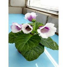 Odea Videolu Mor-Beyaz Bardak Menekşe 1 Adet Saksılı 10-20CM Iç Mekan Salon Bitkisi (Gloxinia)