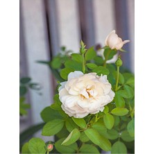 Odea Gardenbox Beyaz Kokulu Gül Fidanı, 10-15 Cm, 1 Adet Saksılı Aşılı Gül