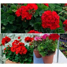 Odea Gardenbox Beyaz Sardunya Çiçeği Saksılı