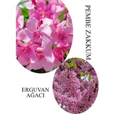Odea Nura Botanik Pembe Zakkum Fidanı Saksılı 30-60CM, Erguvan Ağacı 40-70CM Combo Set