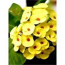 Odea Nura Botanik Sarı Renkli Dev Dikenler Tacı Çiçeği, 30-65 Cm, Saksılı, Euphorbia
