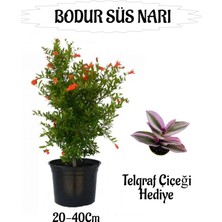 Odea Serada Decor & Plant Bodur Süs Narı Fidanı Saksılı, 20-40 Cm, Telgraf Çiçeği Hediyeli Bahçe Peyzaj Seti