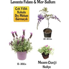 Odea Nura Botanik Yoğun Kokulu Lavanta, Kokulu Mor Salkım Ağacı Fidanı, Mezem Çiçeği Hediyeli Bahçe Seti