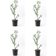 Odea Nura Botanik Zeytin Fidanı, 4 Adet Saksılı, 50-70 Cm, 1. Kalite, Çok Yıllık