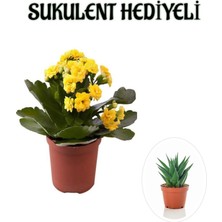 Odea Nura Botanik Sarı Kalanşo-Emel Hanım Çiçeği Sukulent, Hediyeli