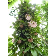 Odea Nura Botanik Hoya Beyaz Renk Mum Çiçeği, 30-50 Cm, Çok Yıllık Sarmaşık Bitki