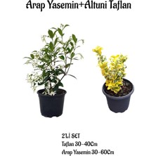 Odea Serada Decor & Plant Arap Yasemin + Altuni Taflan 2'li Set, 30-60CM, Çok Renkli