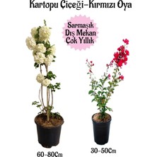 Odea Çok Avantajlı Kartopu Çiçeği 1 Adet +Kırmızı Oya Ağacı 1 Adet Saksılı Bahçe Peyzaj Seti