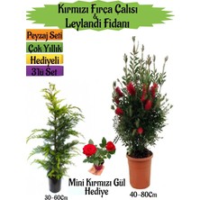 Odea Nura Botanik Kırmızı Fırça Çalısı, Leylandi Fidanı, Mini Kırmızı Gül Hediyeli Peyzaj Seti, 3'lü Set