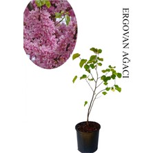 Odea Nura Botanik Pembe Erguvan Ağacı, Saksılı, 50-70 Cm, Bahçe Ağacı