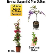 Odea Gardenbox Kırmızı Begonvil Çiçeği, Mor Salkım Ağacı Fidanı, Buz Çiçeği Hediyeli Bahçe Peyzaj Seti, Çok Renkli