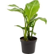 Odea Serada Decor & Plant Strelitzia Starliçe Cennet Çiçeği Saksılı Mini Boy 15-30CM