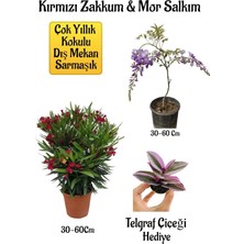 Odea Kırmızı Zakkum Fidanı+Mor Salkım Ağacı Fidanı Telgraf Çiçeği Hediyeli Bahçe Peyzaj Seti
