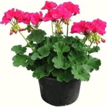 Odea Gardenbox Sardunya (25-40 Cm) Fidesi, Kokulu Çiçek, Pembe