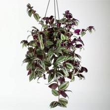 Odea Nura Botanik Tradescantia Zebrina Dönmez Çiçek Telgraf Çiçeği Askılı Saksı