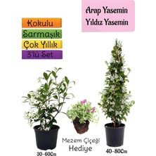 Odea Gardenbox Kokulu Arap Yasemini, Yıldız Yasemin Fidanı, Mezem Çiçeği 3'lü Peyzaj Seti