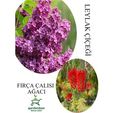 Odea Gardenbox Kokulu Leylak Çiçeği Fidanı Saksılı 30-60CM + Fırça Çalısı Fidanı 30-60CM, Set